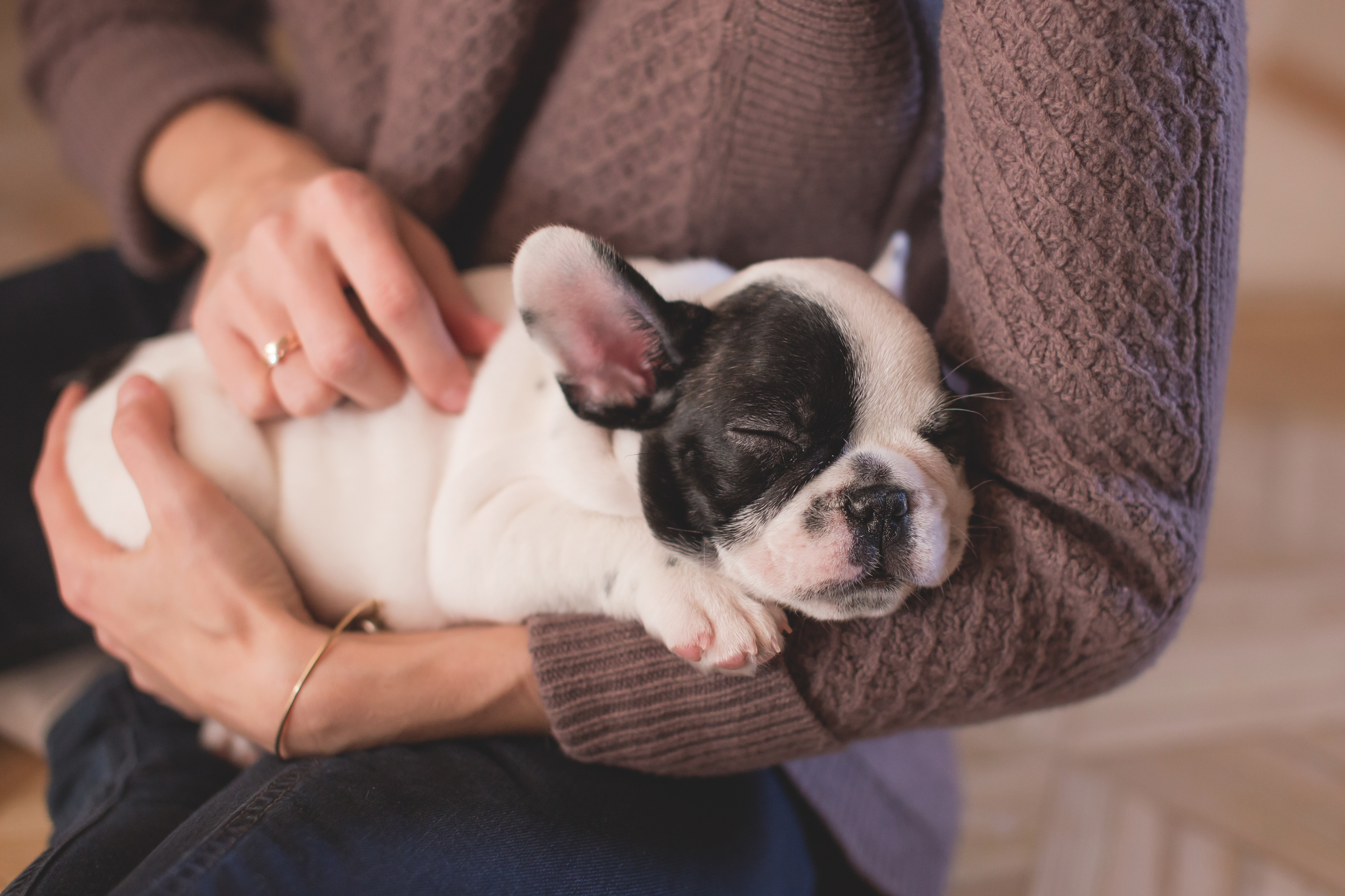 Pet Supplies & Pet Care